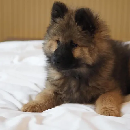 Jost Centre 酒店 3*