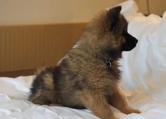 Jost Centre Hotel Rijsel